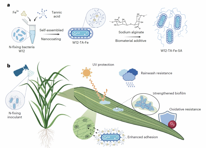 中国科学院科学家开发新型叶面固氮技术，有望减少化肥使用